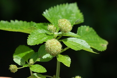 Lecanthus peduncularis